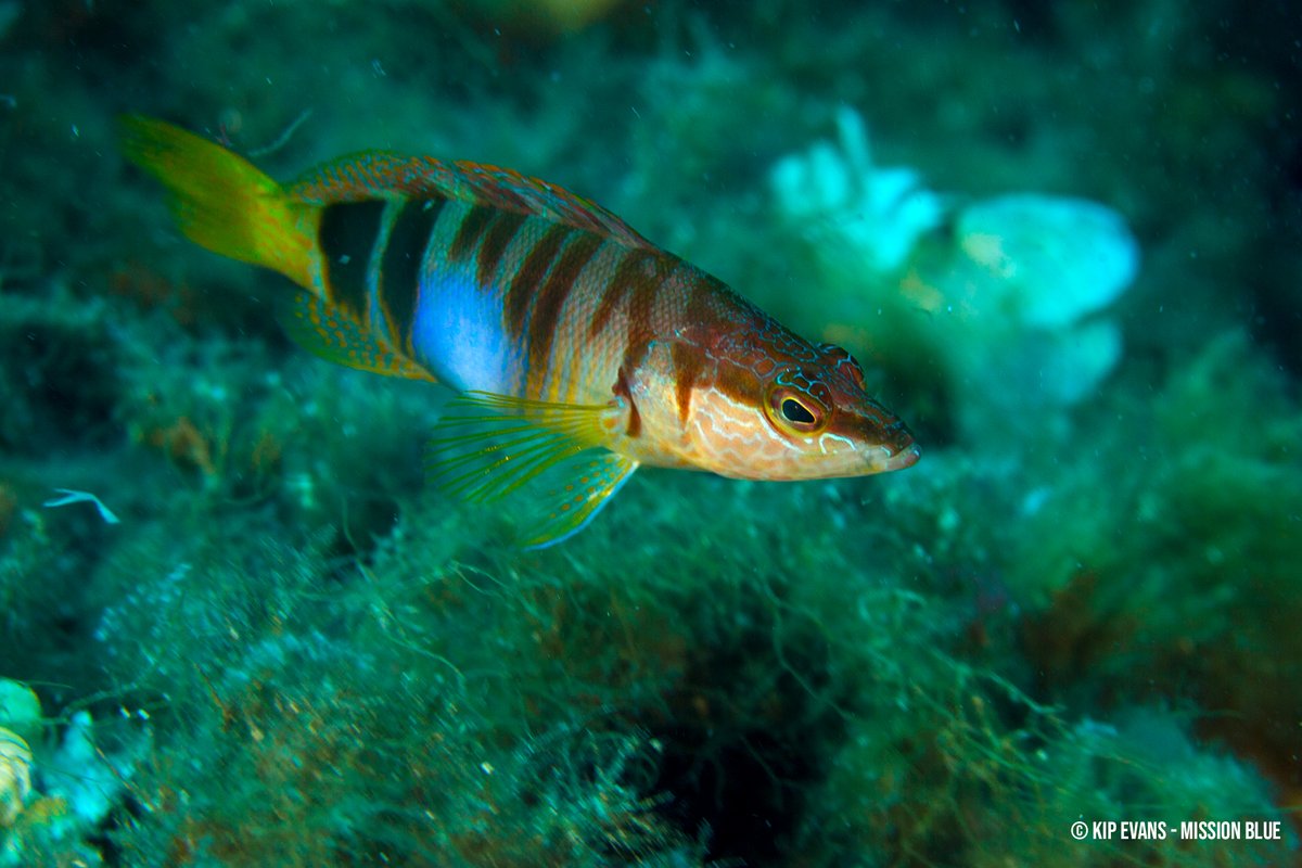 SylviaEarle photo