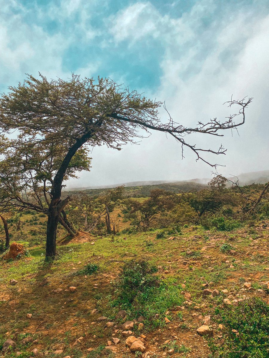 #صباح_الخيرᅠ من صلالة 🇴🇲 .. من باقي ما راح ها السنة؟ 😃