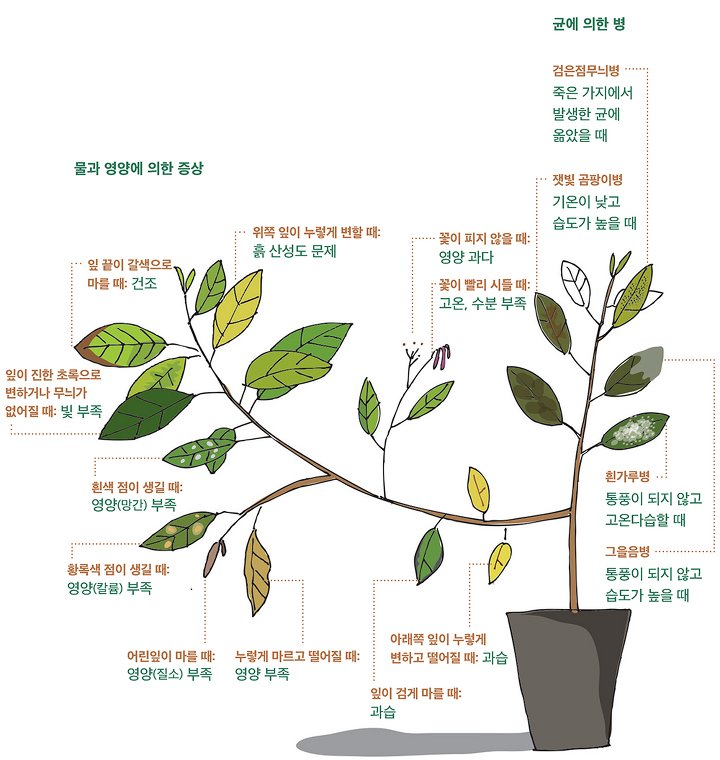 식물의 잎 모습이 보여주는 식물의 이상 상태