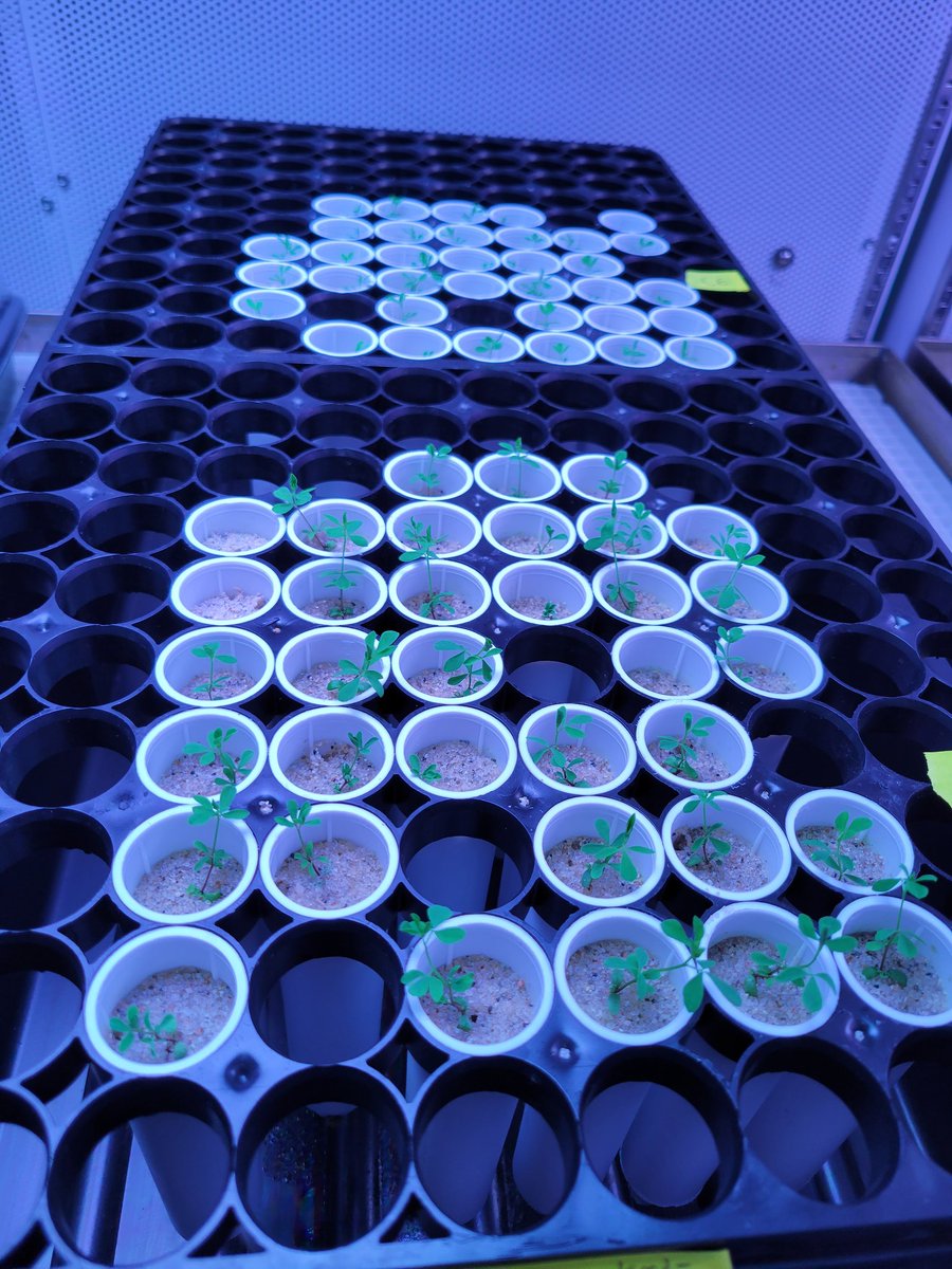 SwankyKindaGuy's tweet photo. From the random assortment of my houseplants to the precise set ups in lab, I love growing #PlantsInside #BlackBotanistsWeek2022 https://t.co/YiNlftb43s