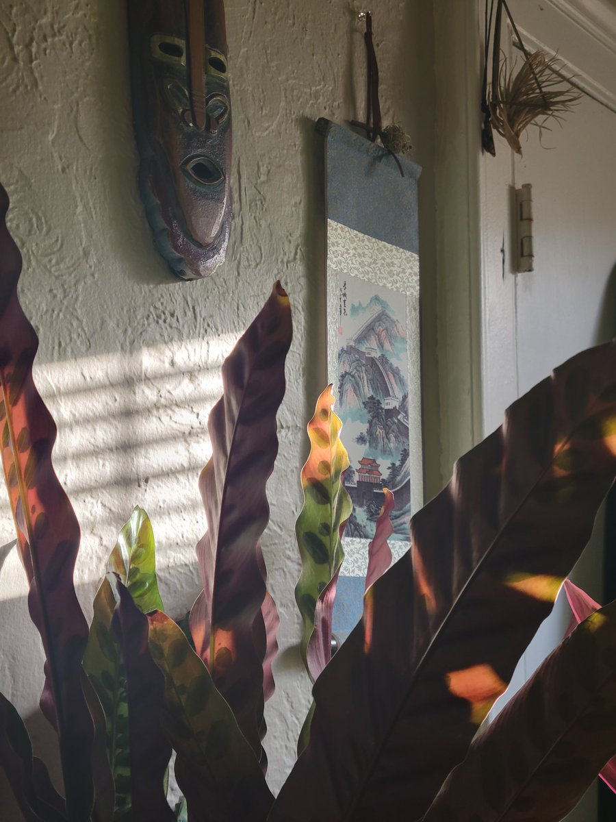 SwankyKindaGuy's tweet photo. From the random assortment of my houseplants to the precise set ups in lab, I love growing #PlantsInside #BlackBotanistsWeek2022 https://t.co/YiNlftb43s