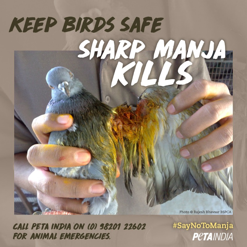 PETA India on X: Sharp kite strings, commonly called 'manja', are often  made or coated with materials like finely crushed glass or metal that kill  both humans and birds. ACT NOW to