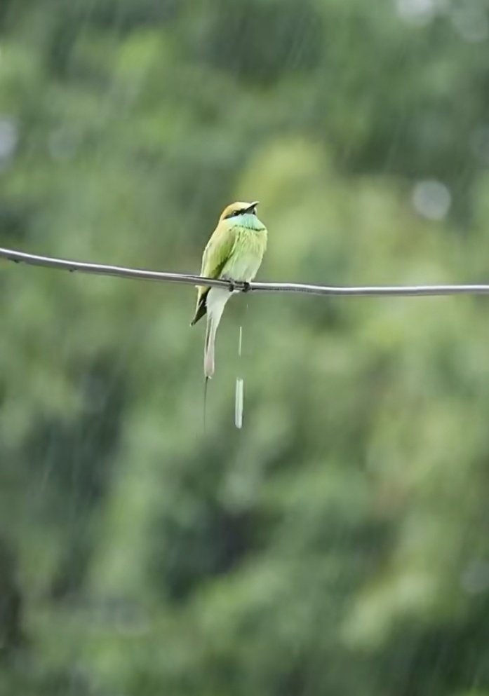 ShaguftaRafique tweet media