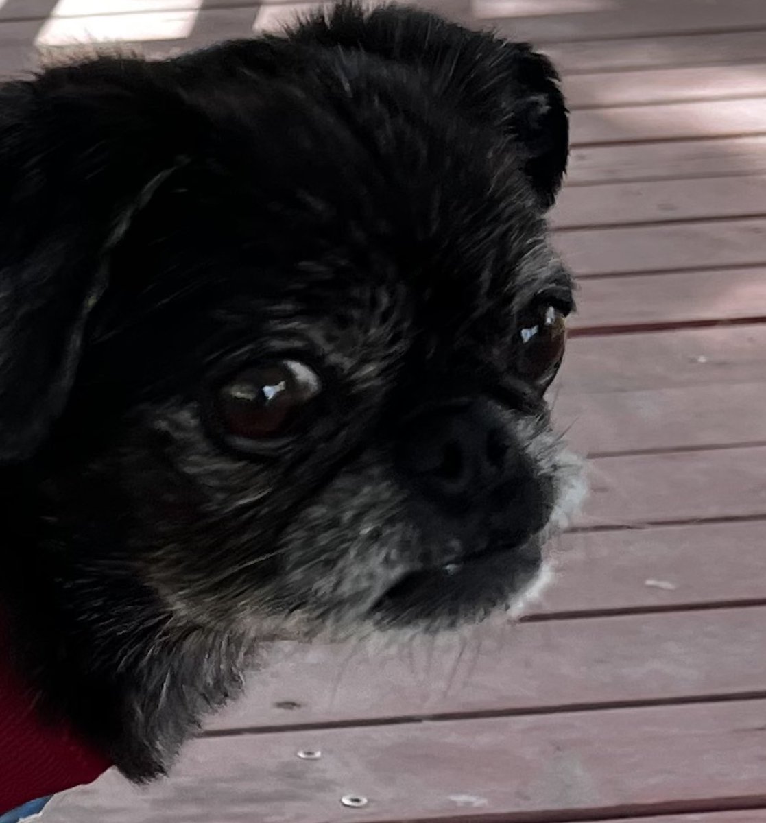 brooken19628814's tweet photo. @PralineMariePug Giza says hi and thinks you are a long lost cousin 😆 https://t.co/NBdTKiIo66