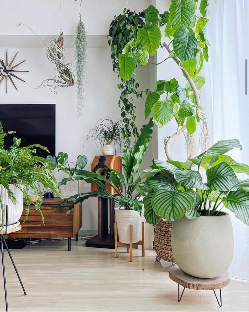🥰 A poco no enamoran?

<a href="/wonder_m_r/">Armando Maravilla - Wonder</a> <a href="/caladiummexico/">Caladium México - Beto</a> <a href="/ChicoSuculentas/">El chico de las suculentas</a>