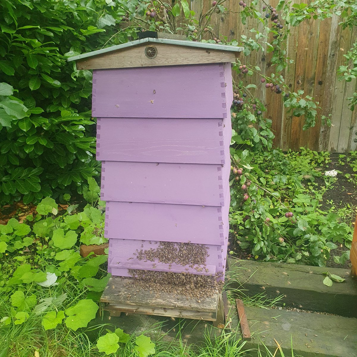 thebeecentre's tweet photo. native bees can be very productive. 30kg of surplus honey removed and a wet super added intime for the balsalm. These bees will have 30kg of honey left on them for winter, expecting to remove another 30kg before then. 🍯🍯 #lancashirehoney #blackbees #nativebees #honey https://t.co/beTK3os9mh