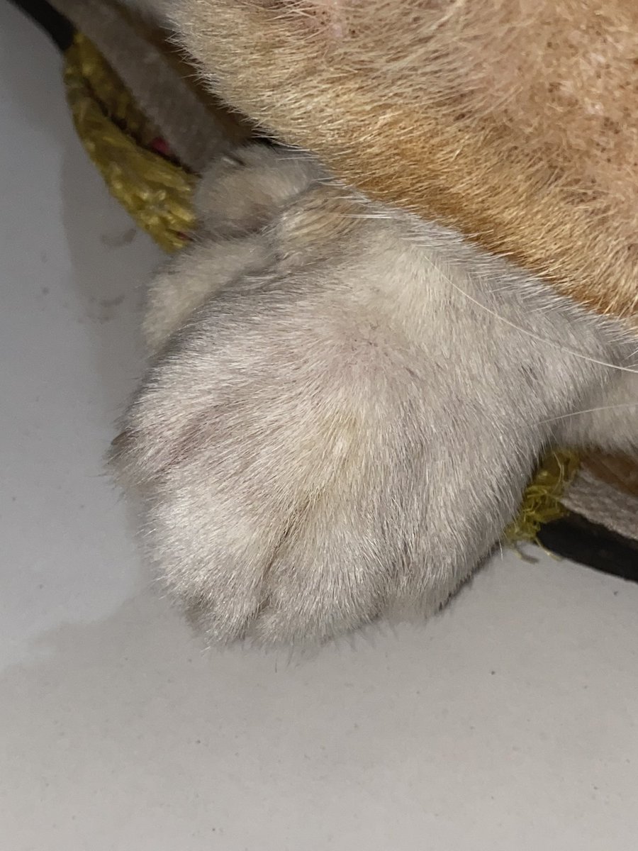 exosw08's tweet photo. Eto po yung cat ko😭 yung left paw po niya yung swollen 😢😢 

-any amount will help my cat’s medication 🥺🙏🙏 

Gcash # 09916969195

-Rt’s will be much appreciated as well🥺🙏💙 https://t.co/0lQBMhYmj7