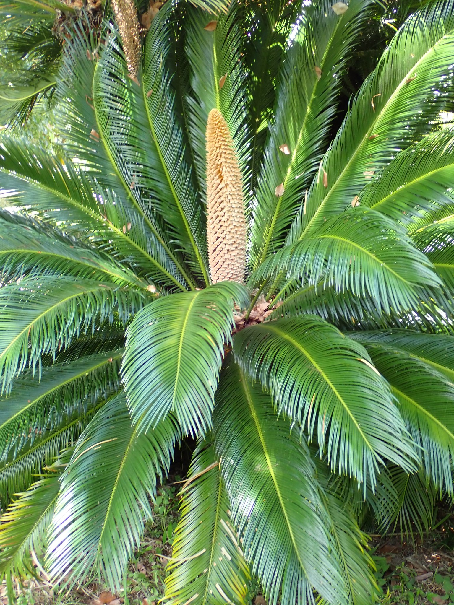 森山樹林日月 ソテツ ソテツの花 雄花と雌花 花言葉 雄々しい ソテツの花が咲くのはとても 珍しいそうで見ると幸運が訪れるといわれてるようです 植物園で撮りました T Co U0bczwvchy Twitter