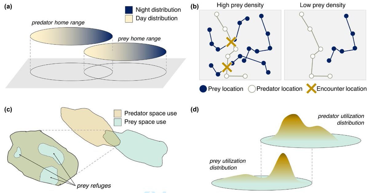 FORUM PAPER: Beyond spatial overlap: harnessing new technologies to resolve the complexities of predator–prey interactions 

doi.org/10.1111/oik.09…
<a href="/WileyEcolEvol/">Wiley Ecology & Evolution</a> <a href="/NordicOikos/">Nordic Society Oikos</a> @JPSuraci @JustineASmith <a href="/kaitlyngaynor/">Kaitlyn Gaynor</a> <a href="/EuanRitchie1/">Prof. Euan Ritchie (@euanritchie.bsky.social)</a> <a href="/BarneyLuttbeg/">Gone</a> <a href="/SheriffLab/">Michael Sheriff</a> #ecology #predation
