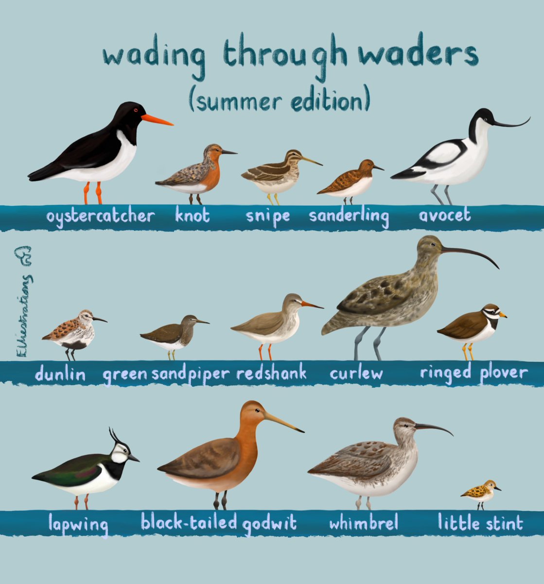 Happy #WaderWednesday! When I was doing this illustration, I couldn’t believe the difference in sizes… oystercatchers are huge!! #waders #wadingthroughwaders #birds #birdguide #illustration