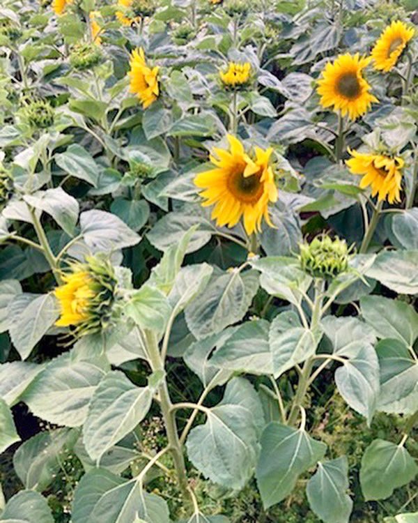 Exciting news! Our first ever batch of 🌻 are in bloom! Grown for their nutrient dense seeds, we plan to sell direct from the farm, feed to our goats & produce bird seed. Lots of exciting collabs with our local bird club, beekeeper & florist too! Watch this space! #naturefriendly