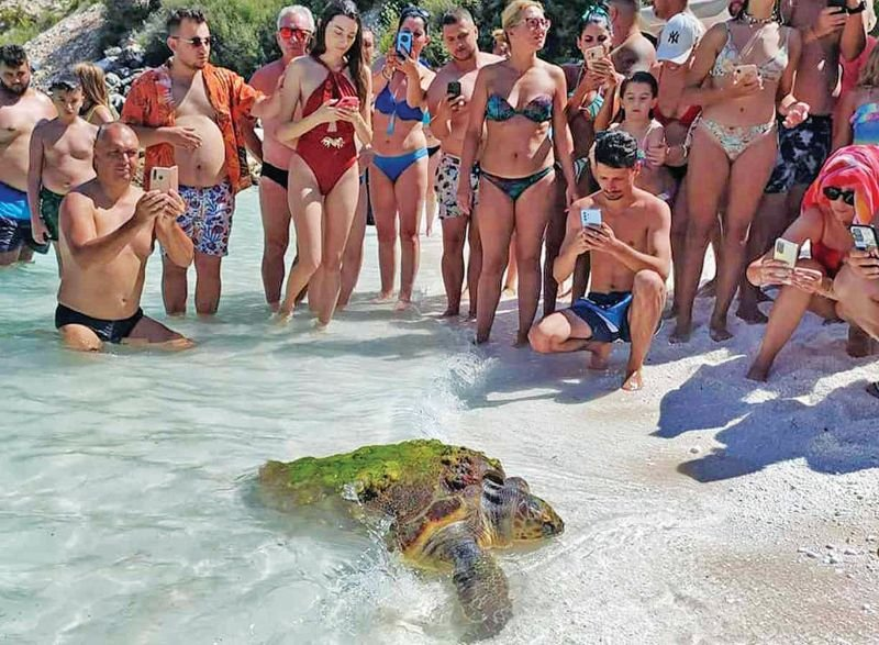 ετοιμαζεται να γεννησει η καρετα καρετα και μαζευτηκαν τα σουργελα να βγαλουν φωτο
ουστ ρε καραγκιοζακια