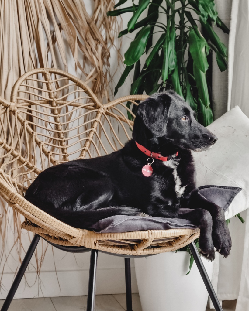 georgiadelotz's tweet photo. "Only photograph what you love." - Tim Walker.
https://t.co/I6382x9Cye
#dogassistant #workingfromhomedogs #dogsthatworkfromhome #bristolphotographer #dogphotography https://t.co/Ub0kZNTsYp