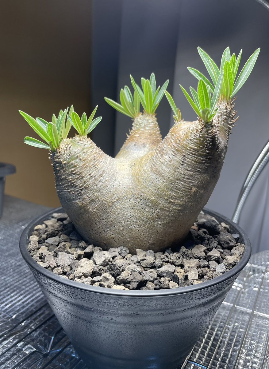 peka_plants's tweet photo. 結構やばい状態で届いたイノッピ。そろそろ安心かな😌 https://t.co/9OJDpxsvow