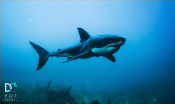 Young #GreatWhiteShark cruising at the ocean floor, So incredibly powerful yet fiercely elegant... Stalking, patiently waiting for a #furSeal to run the gauntlet and let its guard down for a second..
#moresharkslessassholes #uncaged 
dickiechivell.net