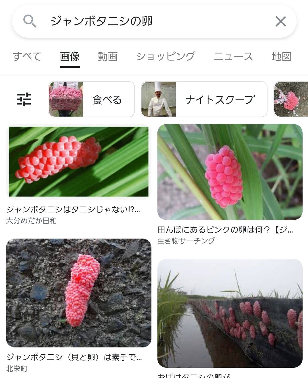 טוויטר Aka 赤reder בטוויטר ジャンボタニシの卵 早速トレンド入りしてて笑っちゃった W スタバ新商品やってますなぁ T Co Yhj4dzeevh