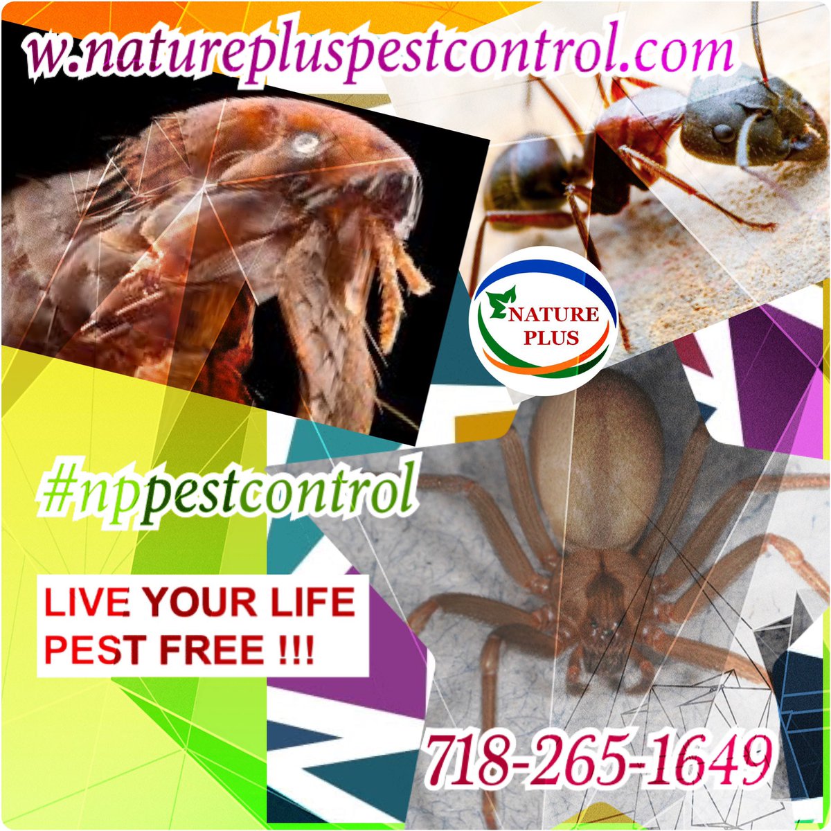 NPPestControl's tweet photo. #pestcontrol #pests #pestfree #natural pest control #ecofriendly pest control #nppestcontrol #mice #rats #roaches #flies #mosquitoes #ants #fleas #bedbugs #moths #ticks #spiders #NYC pest control #businessowner #smallbusiness https://t.co/VQ0likgH3r