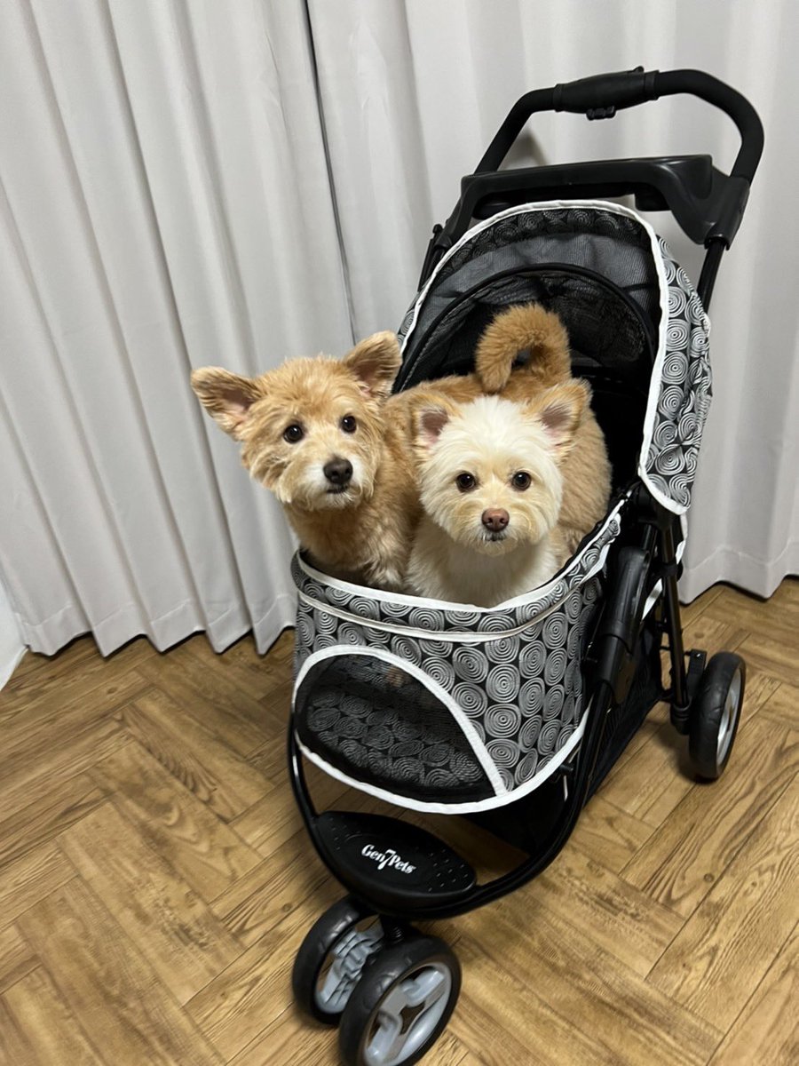 cotetsu_uta's tweet photo. セカンドカーゲット😍✨
#Gen7pets https://t.co/TPRMuC8ivQ