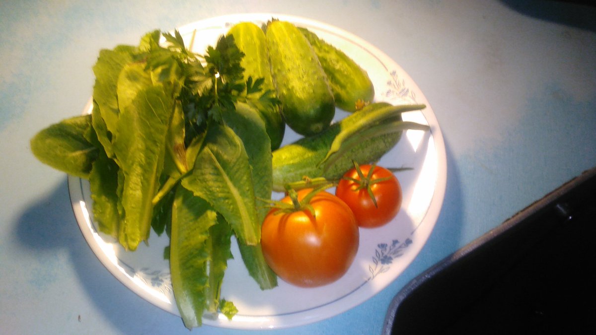 DJLoons's tweet photo. Look what I found walking through the Garden...
#I❤️Gardening
#lettuce
#cucumber
#parsely
#greenbeans
#tomato https://t.co/S4fjlxGXIU