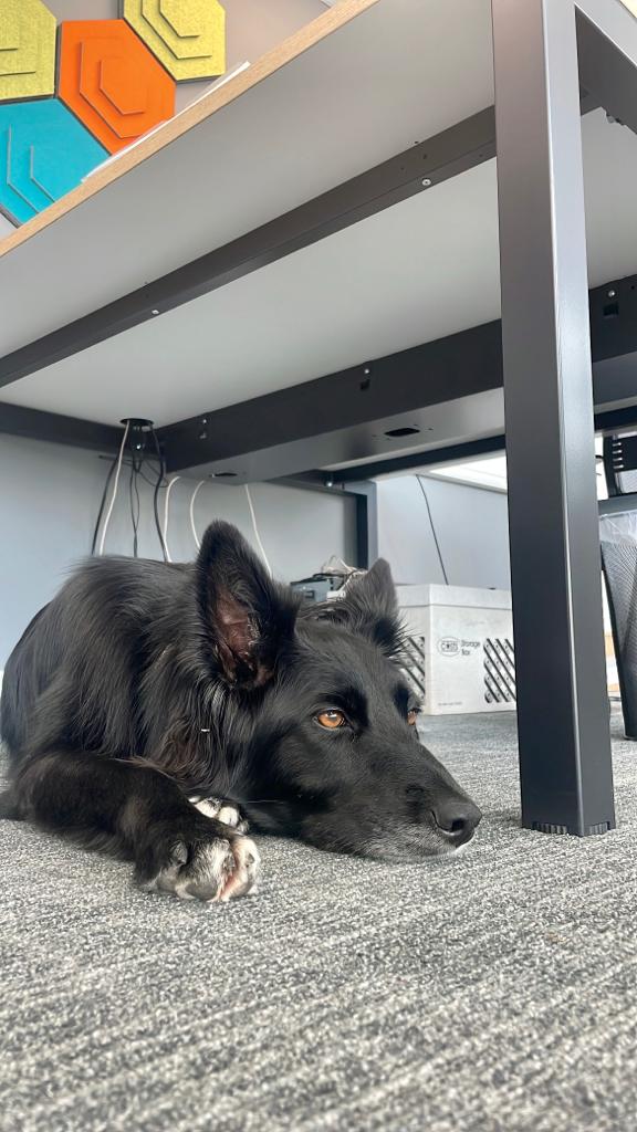 It's good to see Flo, aka The Real Boss, approves of our new office! 👍🐺 #IndependenceHouse #York #dogsoftwitter