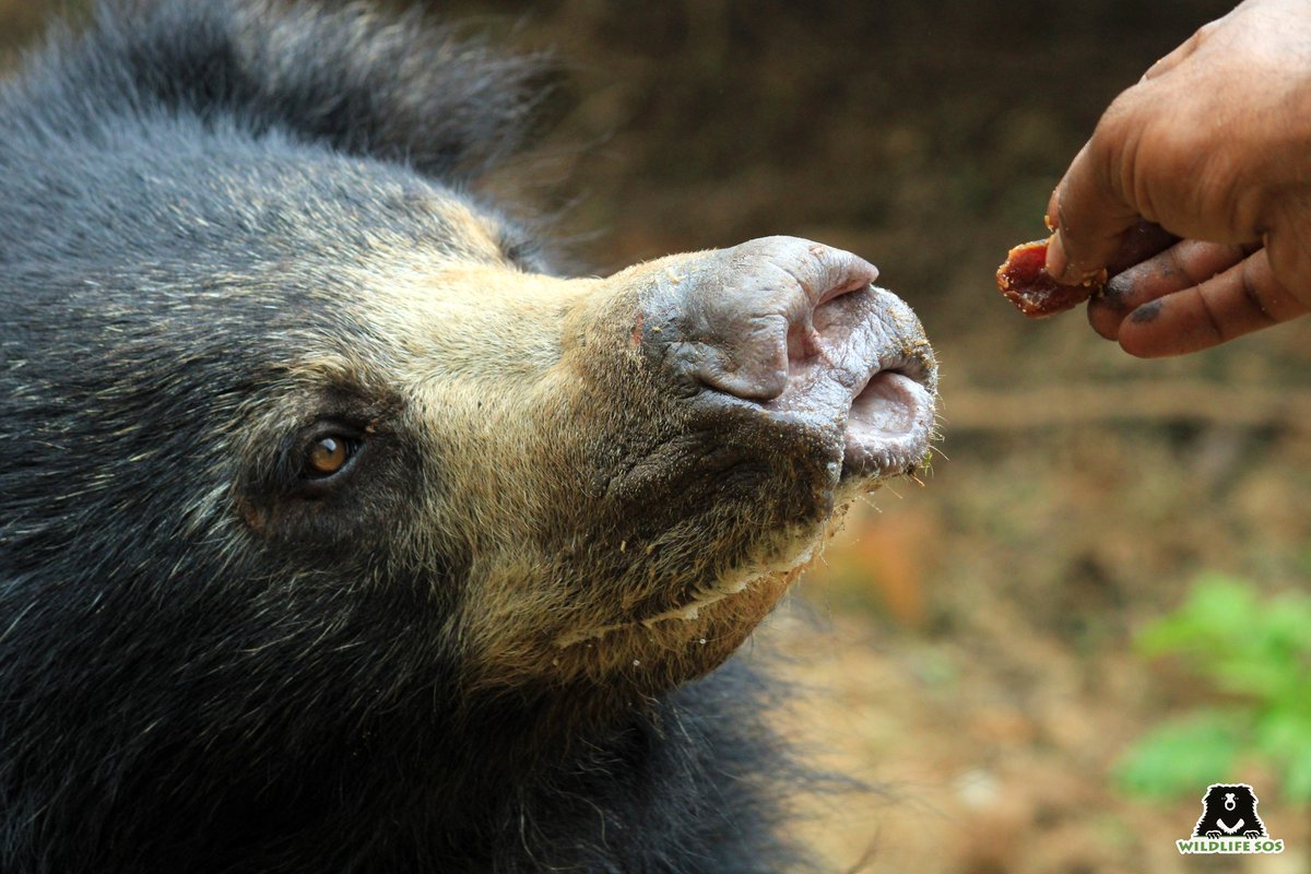 WildlifeSOS's tweet image. Ever wondered how we administer medications to our #slothbears? Here's how!

Our caregivers and veterinary officers have devised a unique way: they hide the tablets in dates or a fruit! They even crush the medicines into a powder form and mix it in their porridge.
