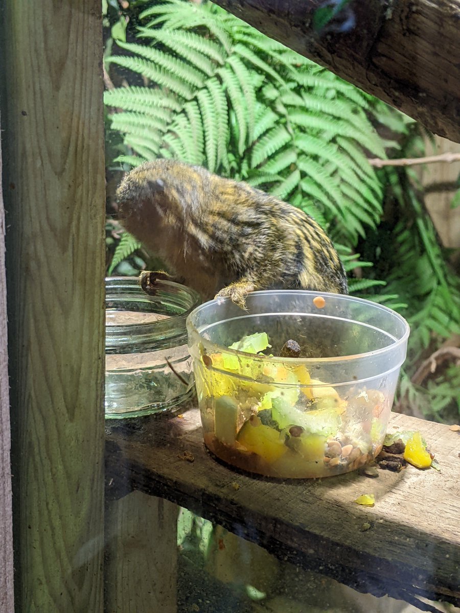 cakeordeath89's tweet photo. @ExoticZoo found a great way to re use a @GuPuds ramekin... Water for the pygmy marmosets! 🥰 https://t.co/C4Z2xq1wpu