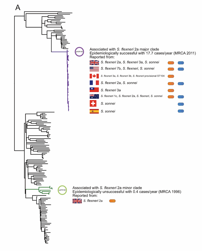 Kate Baker (@ksbakes) on Twitter photo Why did one AMR plasmid disseminate globally and one die out? Find out inside this awesome work bit.ly/3oMRrup led by <a href="/MalakaDeS/">Malaka De Silva</a> with @Jaws_Stenhouse <a href="/GraceBlackwell/">Grace Blackwell</a> <a href="/RJBengtsson/">Rebecca Bengtsson</a> <a href="/ClaireJenkins2/">Claire Jenkins</a> @JPJHall 1/8 Why did one AMR plasmid disseminate globally and one die out? Find out inside this awesome work bit.ly/3oMRrup led by <a href="/MalakaDeS/">Malaka De Silva</a> with @Jaws_Stenhouse <a href="/GraceBlackwell/">Grace Blackwell</a> <a href="/RJBengtsson/">Rebecca Bengtsson</a> <a href="/ClaireJenkins2/">Claire Jenkins</a> @JPJHall 1/8