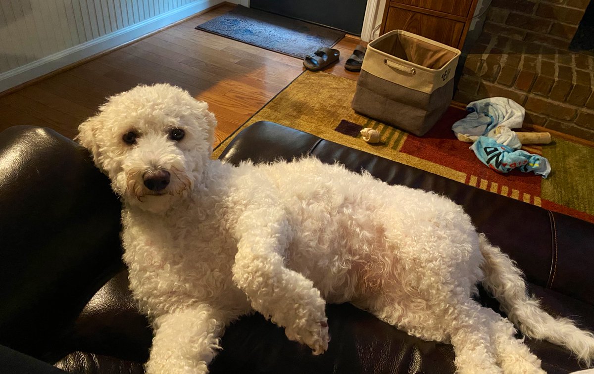 MedSociOnWheels's tweet photo. Eli says, “paint me like one of your French doggoes” 

(aka GIVE ME THE BELLY RUBS PLZ AND THX) 

#DoodsOfTwitter #DoodlePup #MiniDoodle 

[id: White miniature doodle laying on the footrest of a leather reclining chair as if expecting a belly rub, staring at the camera/human] https://t.co/wxH63JQ1a6