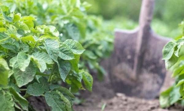 agroblogs_ru's tweet photo. Косить, нельзя оставить – зачем избавляться от картофельной ботвы

Август в самом разгаре, а это значит, что не за горами время уборки картофеля, предназначенного для долгого хранения. Косить или не косить ботву перед уборкой урожая – этот вопрос…
https://t.co/cxJfU65Nry https://t.co/PLqWLa1TDA