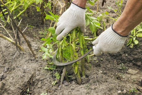 agroblogs_ru's tweet photo. Косить, нельзя оставить – зачем избавляться от картофельной ботвы

Август в самом разгаре, а это значит, что не за горами время уборки картофеля, предназначенного для долгого хранения. Косить или не косить ботву перед уборкой урожая – этот вопрос…
https://t.co/cxJfU65Nry https://t.co/PLqWLa1TDA