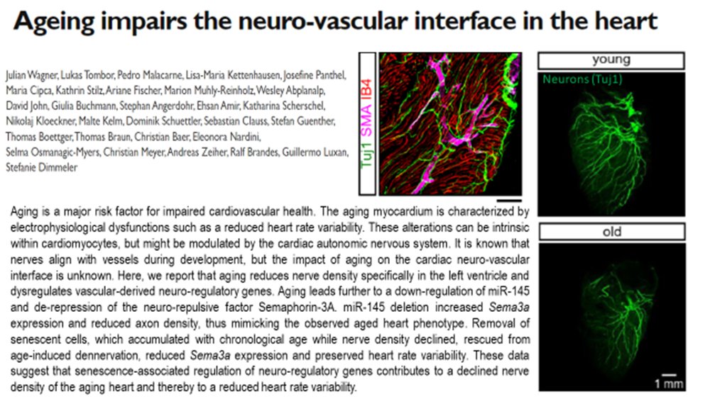 Stefanie Dimmeler (@stefaniedimmel1) on Twitter photo Our new story is publicly available - find out how aging interferes with the neuro-vascular interface in the heart and how senolytics can rescue: biorxiv.org/content/10.110… <a href="/InstCardReg_FFM/">Institute of CVR</a> #aging Our new story is publicly available - find out how aging interferes with the neuro-vascular interface in the heart and how senolytics can rescue: biorxiv.org/content/10.110… <a href="/InstCardReg_FFM/">Institute of CVR</a> #aging