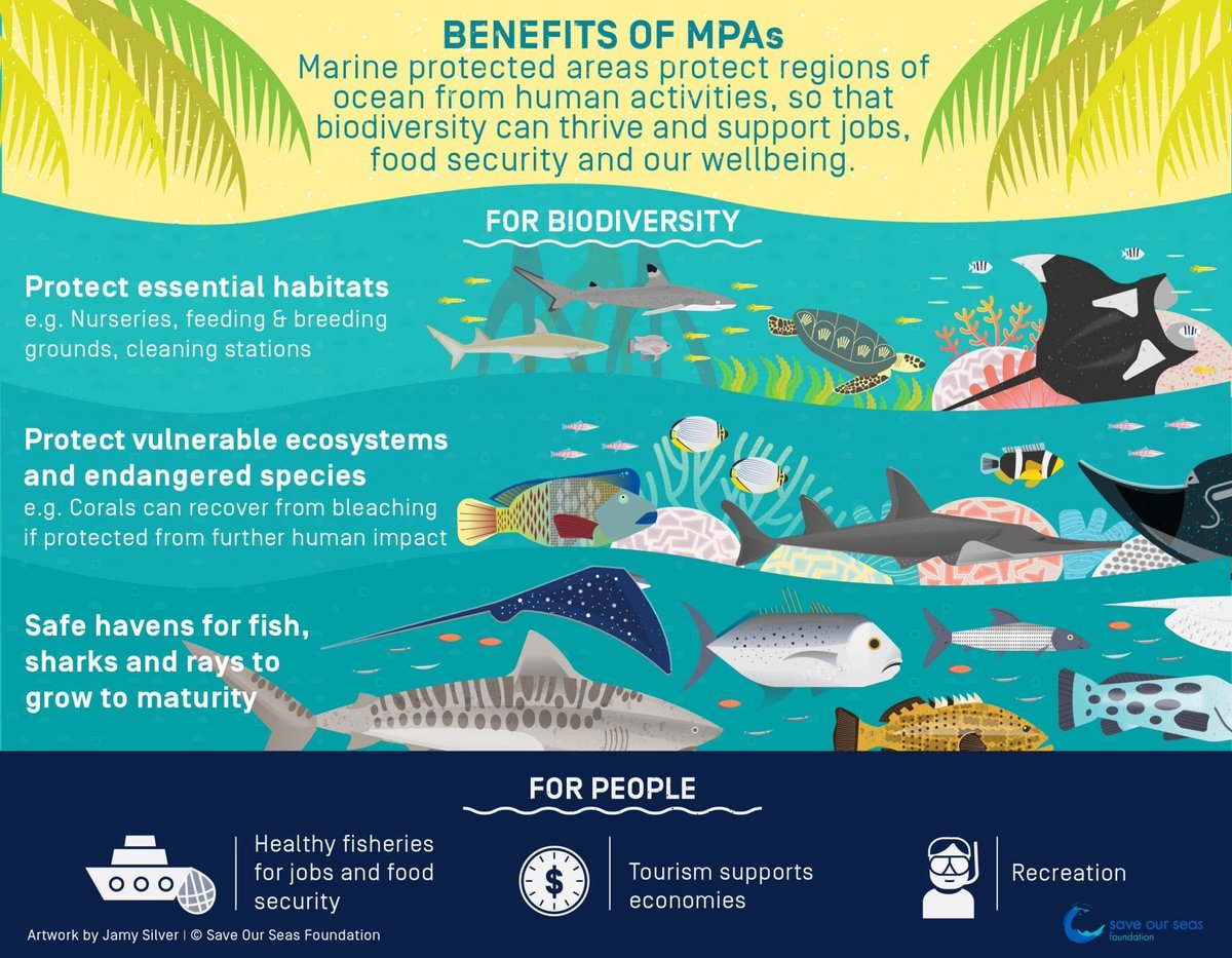 sharkcentre's tweet photo. #MPA ‘s protect #ocean regions from human activities, so that #savebiodiversity can thrive and support jobs, food security and our wellbeing. 🕺🏼

Artwork by Jamy Silver | @saveourseasfoundation https://t.co/Z7I412LMSj