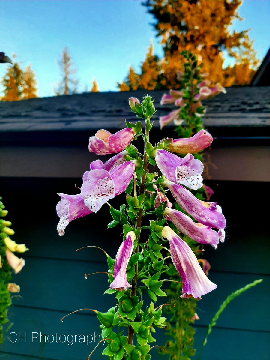 CHandywork's tweet image. idahophotography #idaho #idaholife #sandpointidaho #blooms #creationist #genesis #literalcreation #creation #outdoors #outdoorphotography #naturelover #nature #flowers #naturephotos #naturephotographer #naturephotography #cocolallaidaho