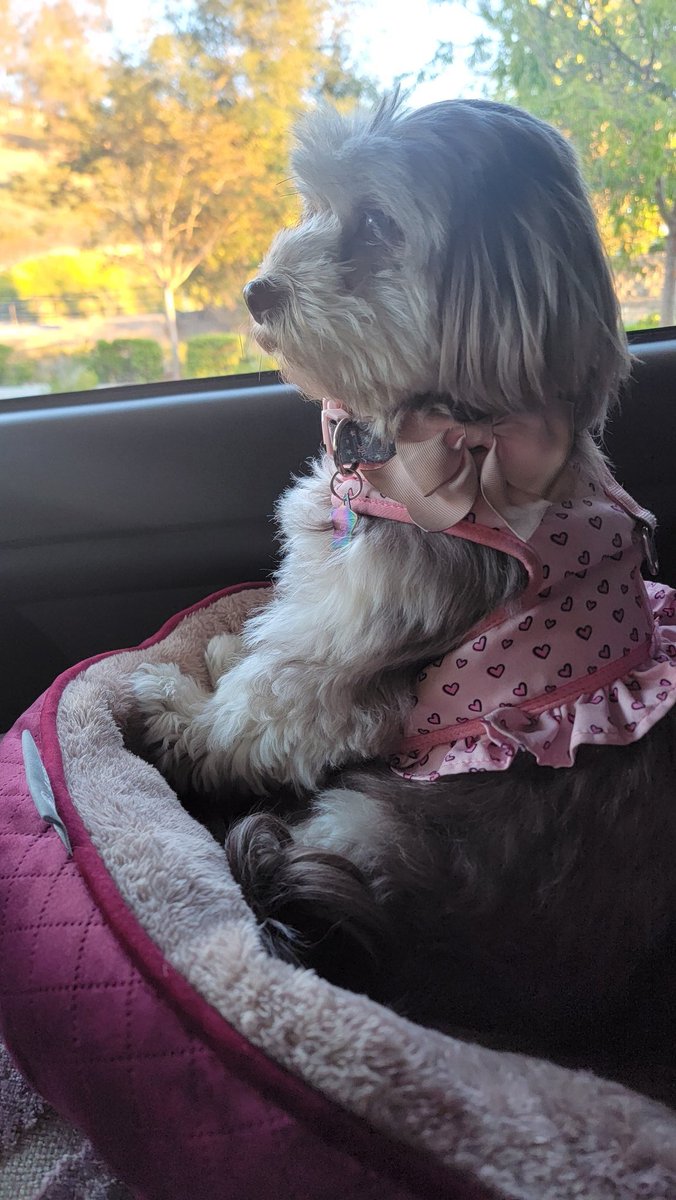 KayseaFox's tweet photo. #havanese princess https://t.co/oqLONvoxVA