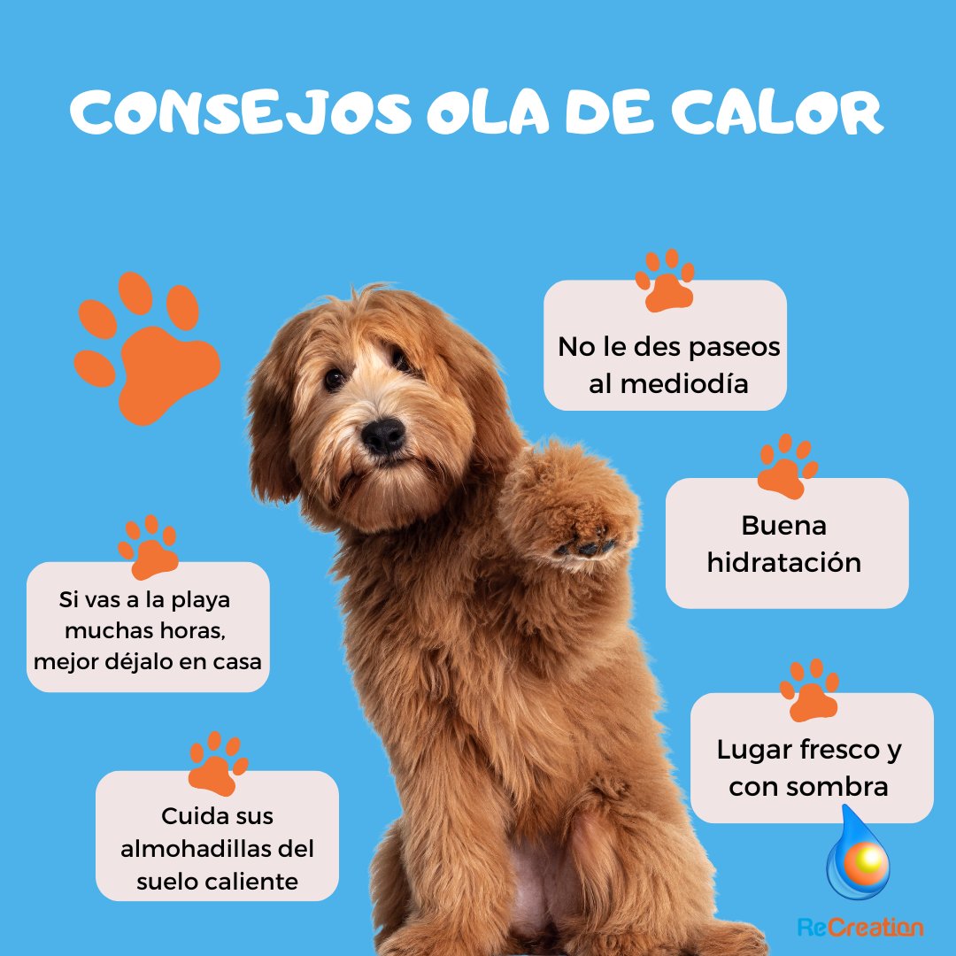 ReCreationMad's tweet photo. Hola familias!
Hemos abordado la #oladecalor 🥵 y como cuidarnos. Hoy no nos queremos olvidar de nuestras #mascotas 🐕,  con algunos consejos que nunca viene mal recordarlos.

¡Que pasen un buen día!!!!
#recreation
https://t.co/n0OAOmGHiH https://t.co/62lPQoL8v9