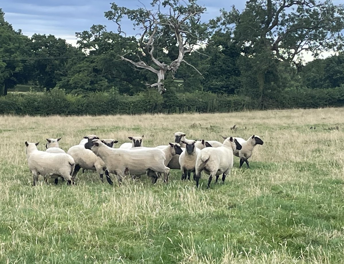 PowerLaurence's tweet photo. Teaser Ram in with his ladies… #adelaidefkock https://t.co/TTtBReIxMi