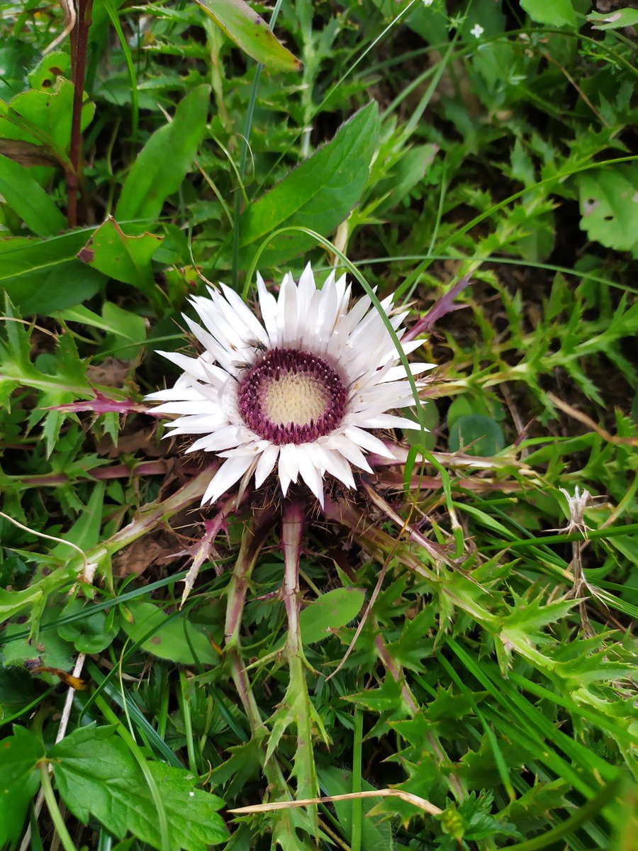 Horti_Tim's tweet photo. My way back from Wetterstein Alm to the #schachen took me through grassland and over limestone scree. I cannot stress how grateful I am to @MerlinTrust for the opportunity to view such flora in the wild. https://t.co/Yt0y81NPdB
