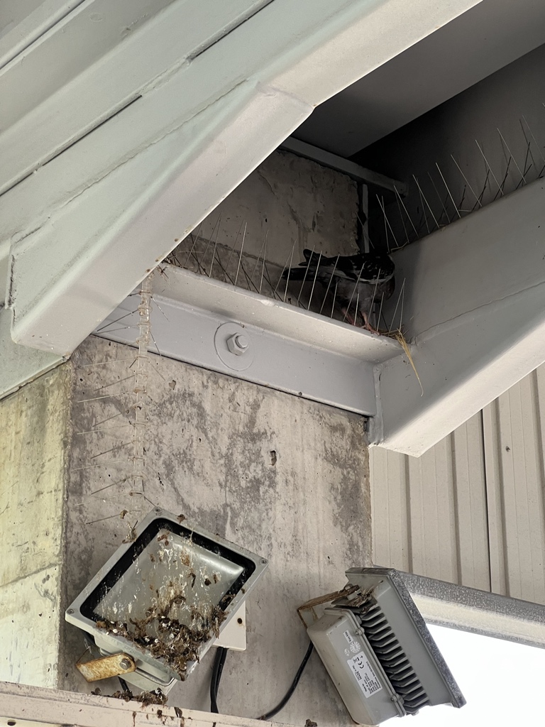 ajtocsugo's tweet photo. Fucks given by Cypriot pigeons: 0 https://t.co/DnIG1Hdjif