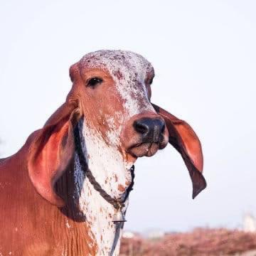 🔴માલધારી ના દિકરા મોદી ના પગ ચાટવા લાગ્યા ,ગાય મરી રહી છે એક પણ ભાજપ ના માલધારી સેલ ના નેતા એ આલોચના ના કરી,
🔴૧૫૦૦ ગાયોના મરી ગયેલા શરીરો ને ગીધડા ઠોલી રહ્યા છે સરકારને એક પ્રશ્ન નથી પુછી શકતા?
🔴DP માં તીરંગો મુકી મોદી એ શું કર્યું એની સલાહ ઠોકતા આંધળા ઓ ગાય માટે બોલો
આ“માં”છે