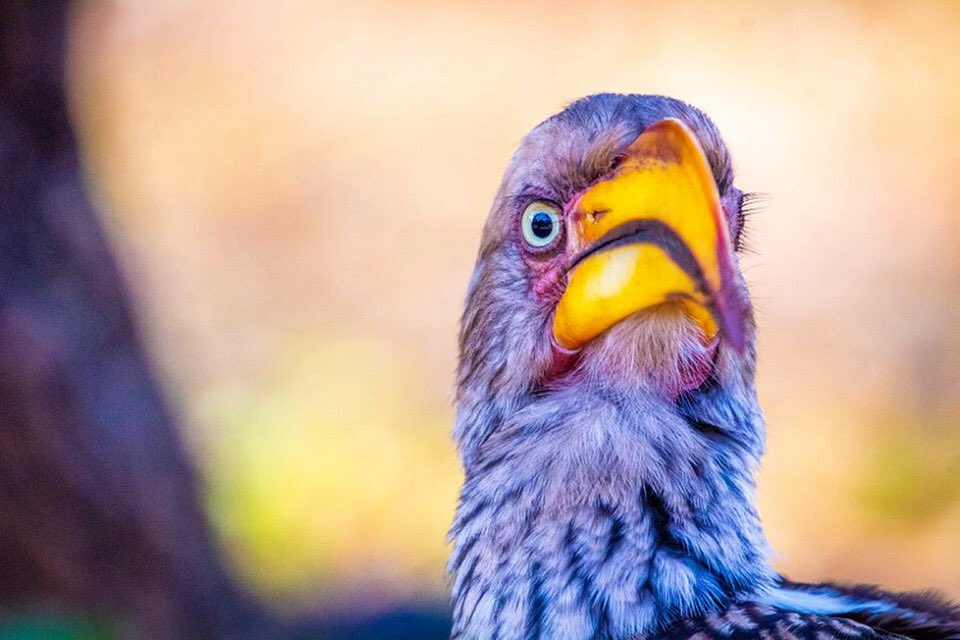 You know when u wake up and wonder what that big thing in the middle of your face is… well, you’re not the only one —&gt;
