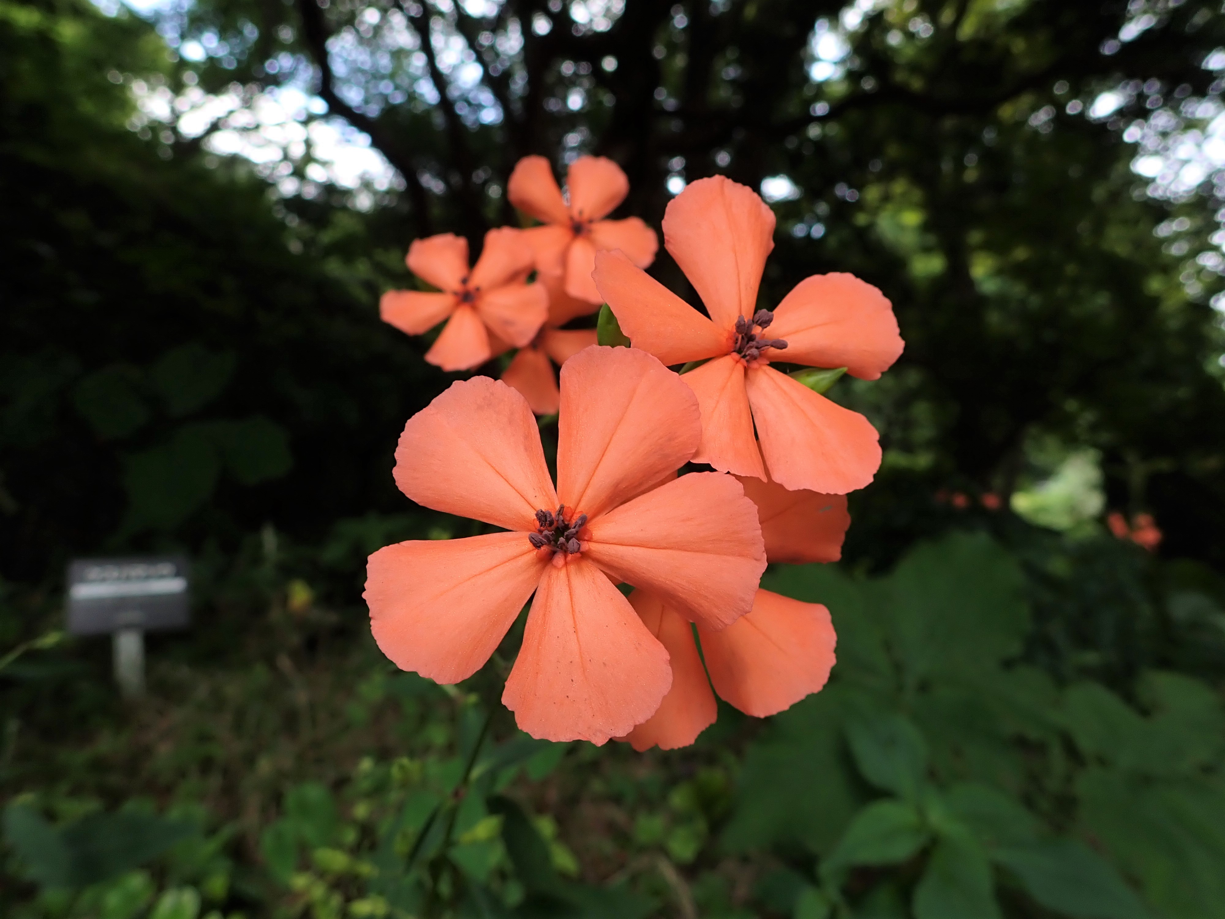 六甲高山植物園 Rokkoalpine Twitter