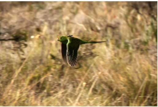 Friends of the Western Ground Parrot (@friendswgp) on Twitter photo The Winter 'Saving Kyloring' newsletter is out!
Read all about the latest developments in the WGP translocation project, Perth Zoo captive program, and much more! (link below)
π¦π¦π¦π¦π¦π¦π¦π¦π¦π¦π¦π¦π¦π¦
western-ground-parrot.org.au/2022/08/02/savβ¦
<a href="/TSCommissioner/">@TSCommissioner</a> <a href="/WAParksWildlife/">Parks and Wildlife Service, Western Australia</a> The Winter 'Saving Kyloring' newsletter is out!
Read all about the latest developments in the WGP translocation project, Perth Zoo captive program, and much more! (link below)
π¦π¦π¦π¦π¦π¦π¦π¦π¦π¦π¦π¦π¦π¦
western-ground-parrot.org.au/2022/08/02/savβ¦
<a href="/TSCommissioner/">@TSCommissioner</a> <a href="/WAParksWildlife/">Parks and Wildlife Service, Western Australia</a>