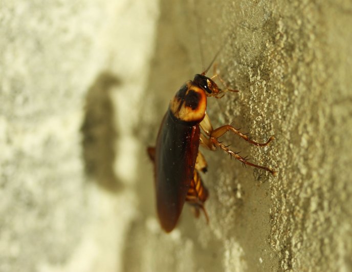 PeriodicoHoy's tweet photo. #CuriosoMundoHOY ¿Por qué no debes pisar una cucaracha? 

https://t.co/asqIgyROhk

#Cucaracha #Insecto #Humanos #Pisada #PeriódicoHOY #HOYDigital #ElHOY #GuardianesDeLaVerdad https://t.co/DO9QsJoNM3