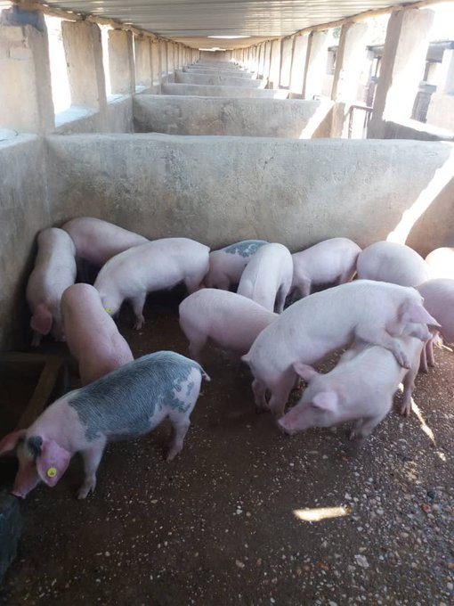 jcniyomugabo's tweet photo. PIG #FARMING: EVERYTHING YOU NEED TO KNOW TO GET STARTED WITH PIG FARMING NOWADAYS 

Do you want to start pig farming? This comprehensive #Thread guide will walk you through the process of setting up a pig farm. Learn about which pig breeds are the best for your location and.... https://t.co/QSLVGxXA5B