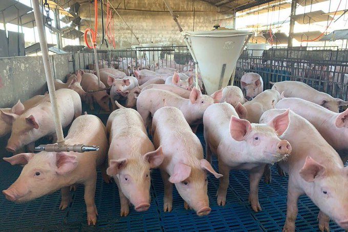 jcniyomugabo's tweet photo. PIG #FARMING: EVERYTHING YOU NEED TO KNOW TO GET STARTED WITH PIG FARMING NOWADAYS 

Do you want to start pig farming? This comprehensive #Thread guide will walk you through the process of setting up a pig farm. Learn about which pig breeds are the best for your location and.... https://t.co/QSLVGxXA5B