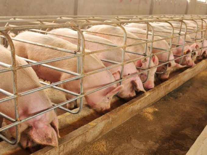 jcniyomugabo's tweet photo. PIG #FARMING: EVERYTHING YOU NEED TO KNOW TO GET STARTED WITH PIG FARMING NOWADAYS 

Do you want to start pig farming? This comprehensive #Thread guide will walk you through the process of setting up a pig farm. Learn about which pig breeds are the best for your location and.... https://t.co/QSLVGxXA5B