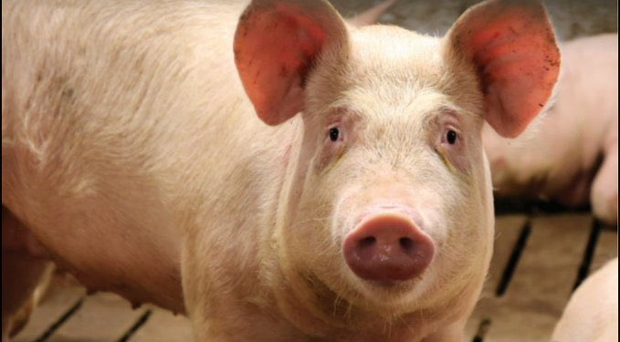 jcniyomugabo's tweet photo. PIG #FARMING: EVERYTHING YOU NEED TO KNOW TO GET STARTED WITH PIG FARMING NOWADAYS 

Do you want to start pig farming? This comprehensive #Thread guide will walk you through the process of setting up a pig farm. Learn about which pig breeds are the best for your location and.... https://t.co/QSLVGxXA5B