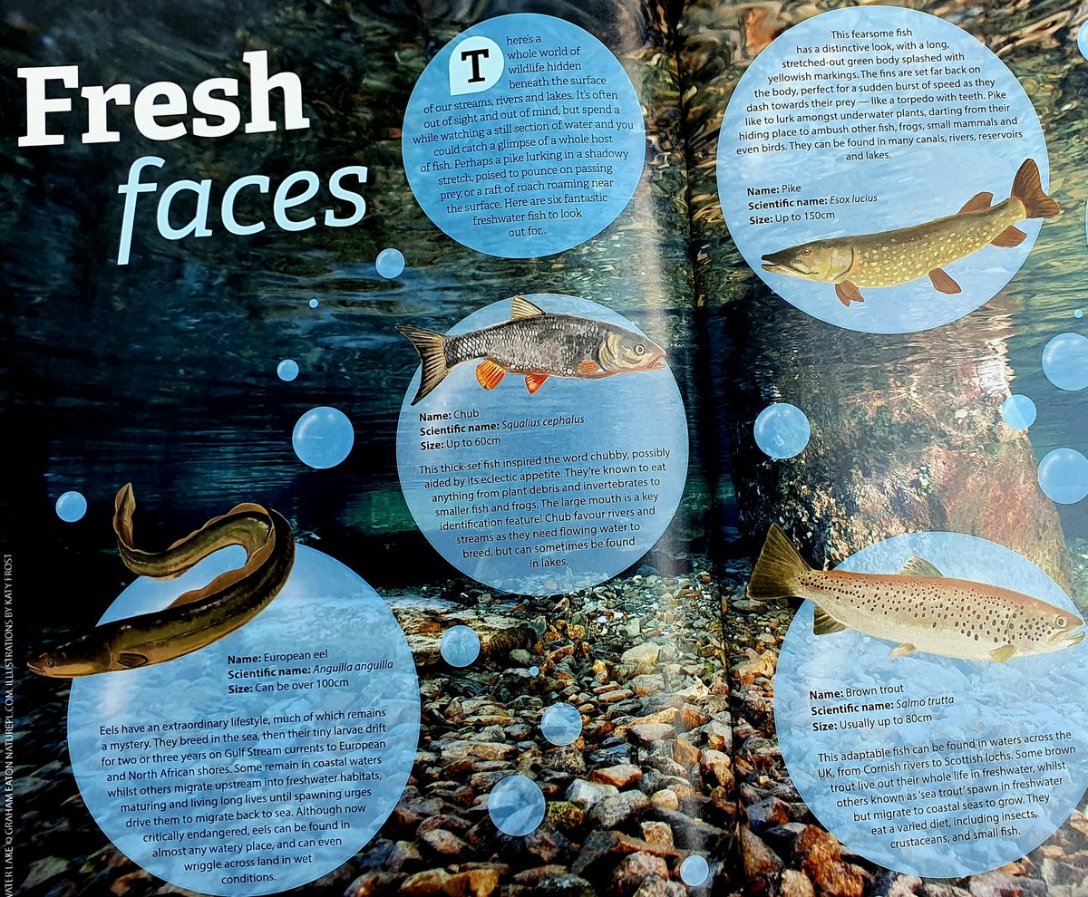 c_duigan's tweet photo. A hidden world - Lovely guide to common freshwater fish in latest @North_Wales_WT magazine and Howard @TheGlynGate enthuses about #Ceiriog swifts #fishwatching #birdwatching #nature #conservation #Wales #BringingBackNature https://t.co/Lt3h42xqhm