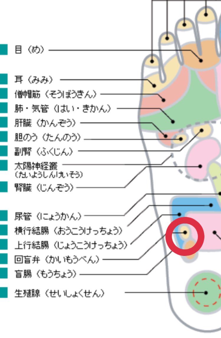 あなたの知らない足つぼ の世界 足つぼに 回盲弁 という反射区があって ここも軽視してきた一つの反射区 右足のみ 小腸と大腸の入り口にある反射区 ここパン好き 小麦好きな方はジャリジャリしやすいというのは前からわかっていたんだけど 急に腑に