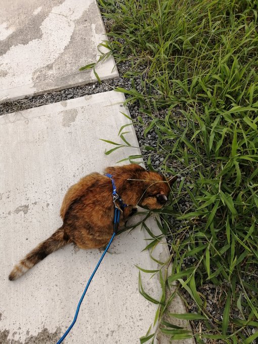 あまりにも外に出たがるし運動不足だからン年ぶりにリード散歩復活させてみたがこいつ草食ってるだけで全然動かねぇ 